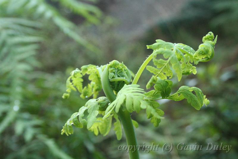 Tree fern gully, Pirianda Gardens IMG_7070.JPG